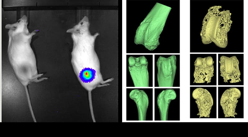 two mice with uninjected and injected tumor sites